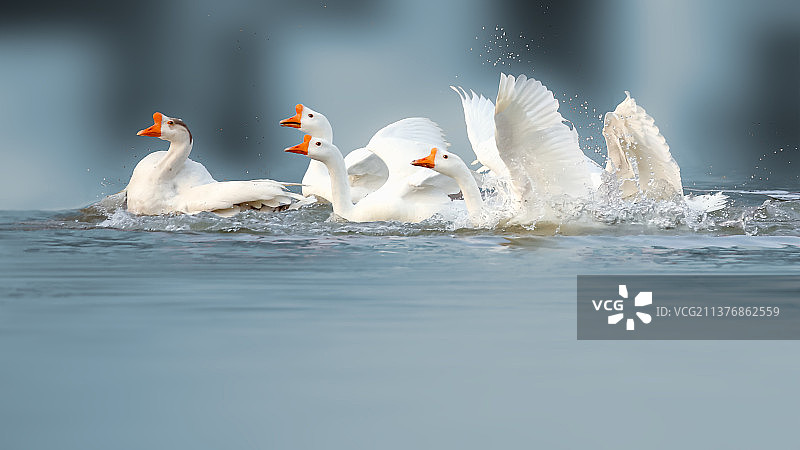 白鹅--一块走图片素材