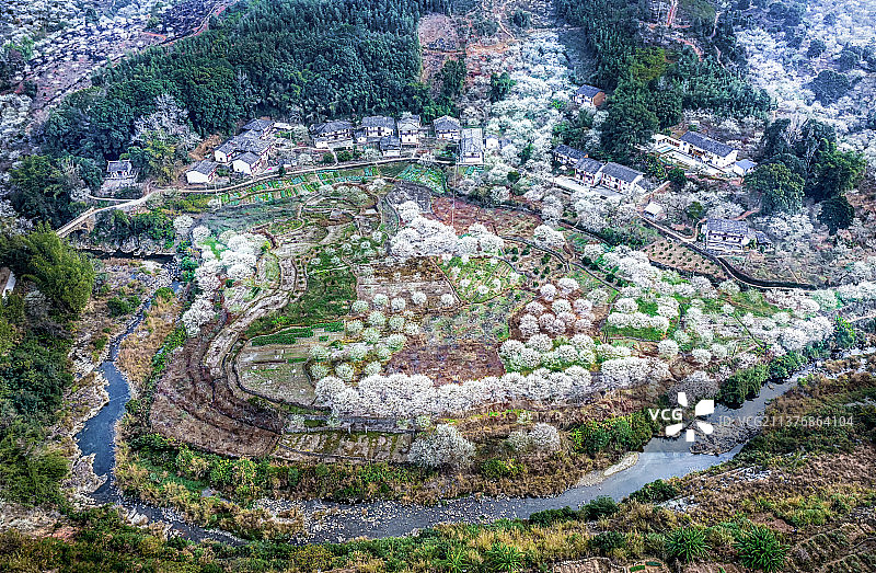 福州永 青梅花航拍图片素材