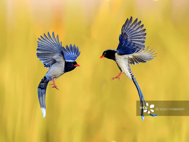 红嘴蓝图片素材