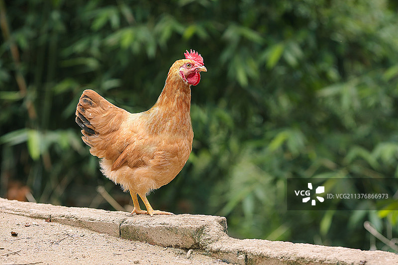 户外拍摄河田鸡活鸡图片素材