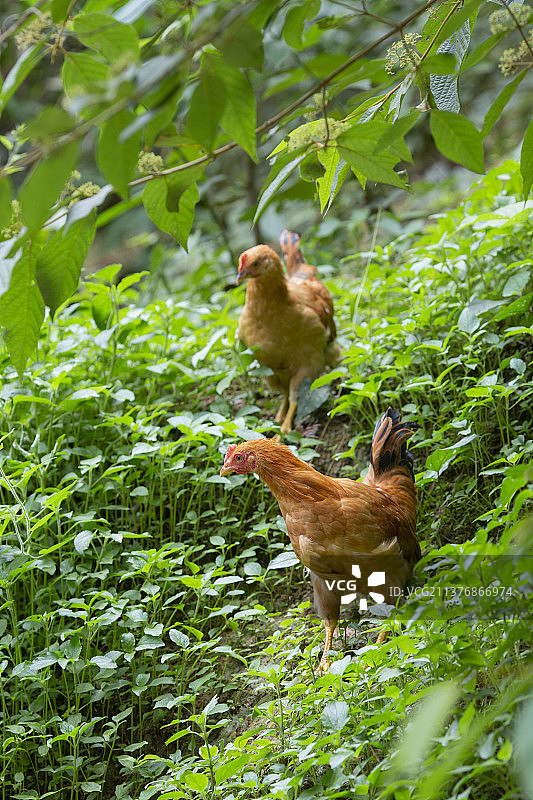 户外拍摄河田鸡活鸡图片素材