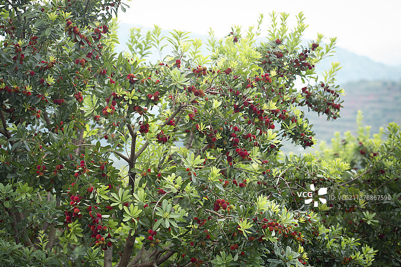 户外拍摄杨梅树水果成熟图片素材