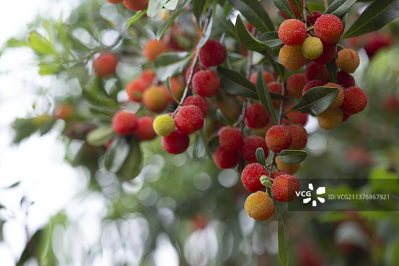 户外拍摄杨梅成熟水果采摘图片素材