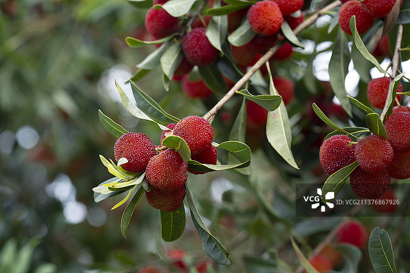 户外拍摄杨梅成熟水果采摘图片素材