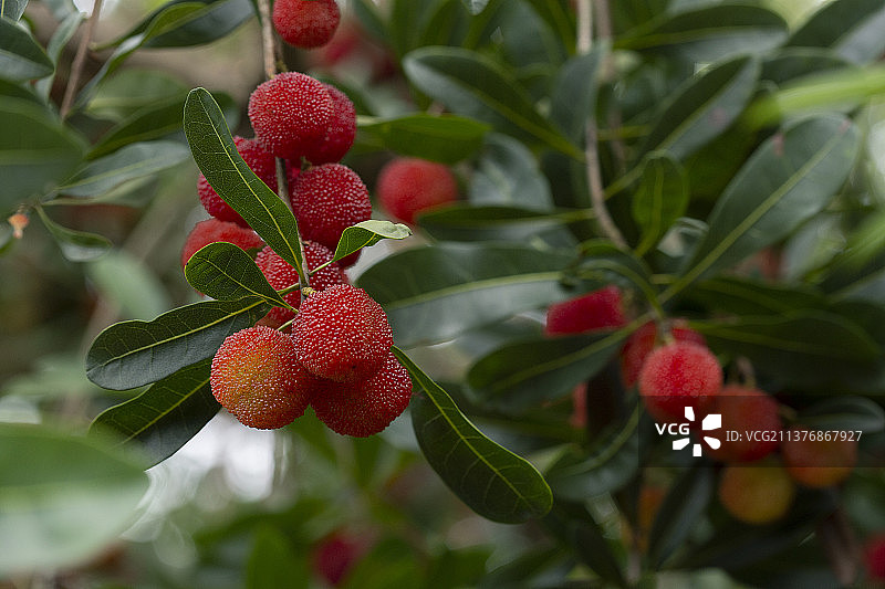 户外拍摄杨梅成熟水果采摘图片素材