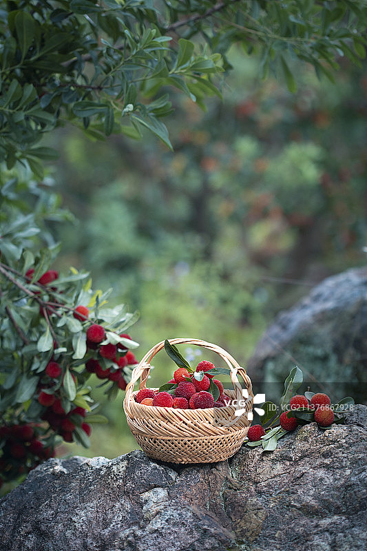 户外拍摄杨梅成熟水果采摘图片素材