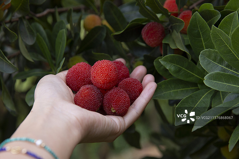 户外拍摄采摘杨梅图片素材