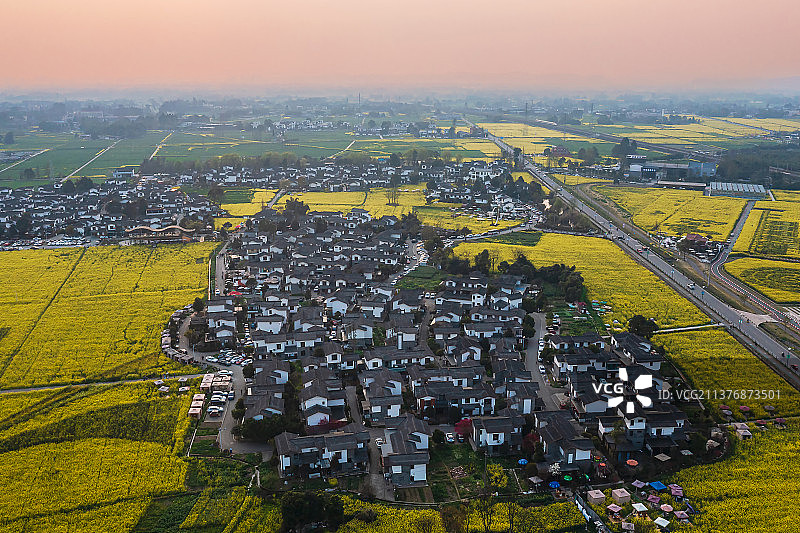 川西坝子图片素材