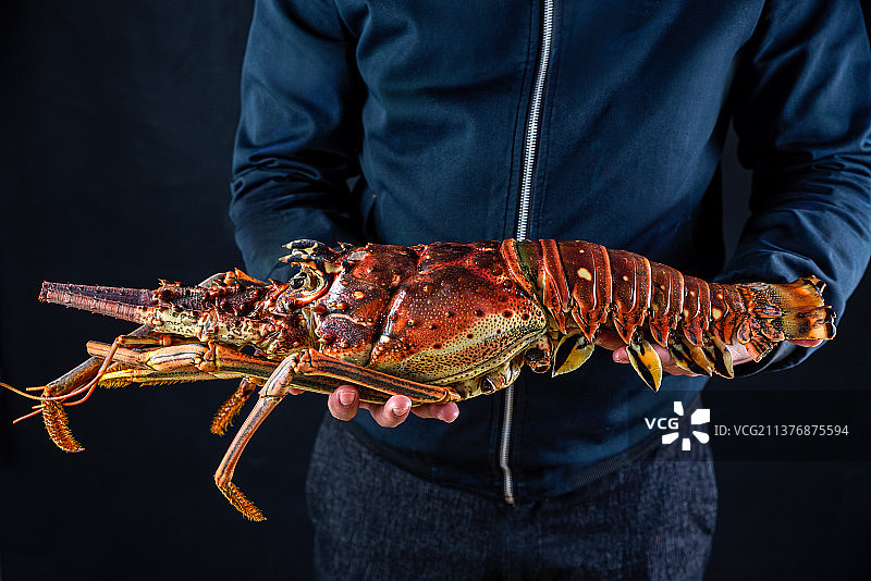 澳洲大花龙中华锦绣龙虾鲜活海鲜水产图片素材