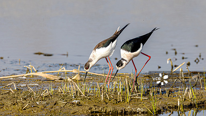 一对黑翅长脚鹬图片素材