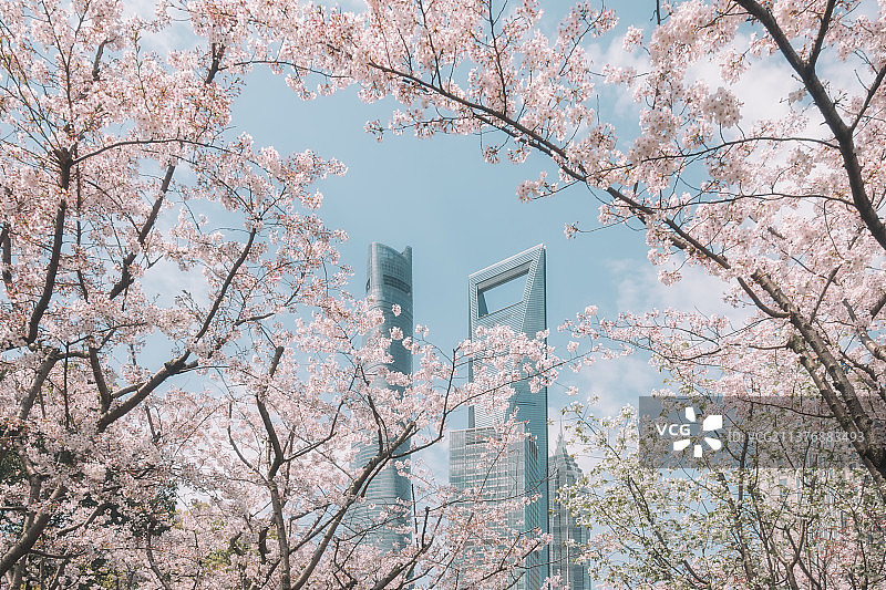 上海樱花季城市建筑风光图片素材