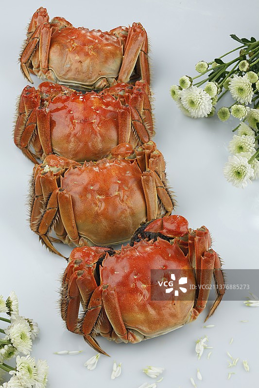 九月的大闸蟹图片素材