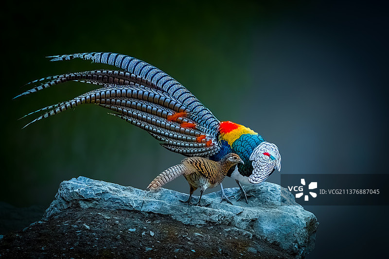 ”谈情说爱“---白腹锦鸡图片素材