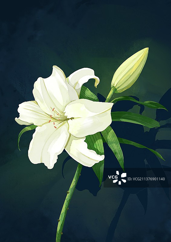 水彩百合花图片素材