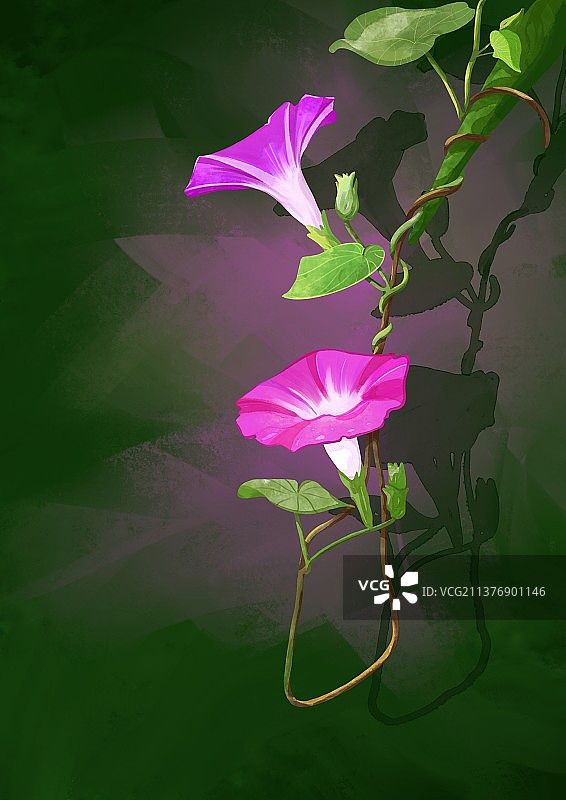 水彩牵牛花图片素材