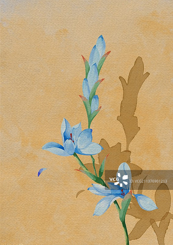 水彩兰花图片素材