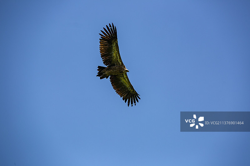 川西高原秃鹫、飞翔、翱翔、鸟类、秃鹰、老鹰、食腐动物、自由、草原秃鹫、飞翔、翱翔、蓝天、翅膀图片素材