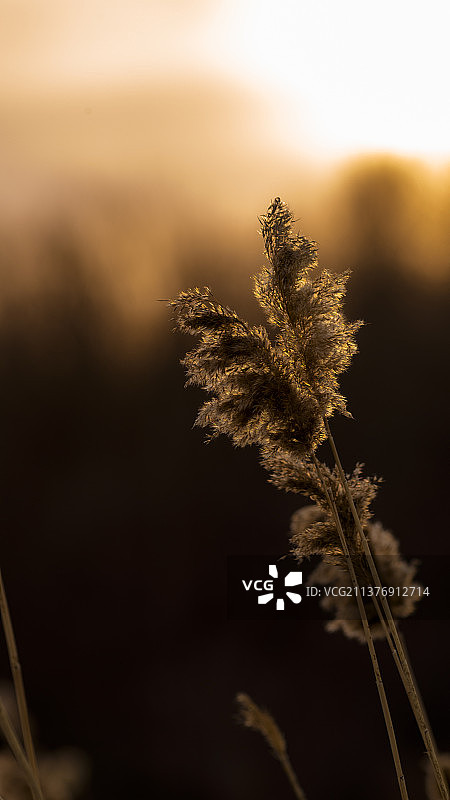 落日下的芦苇图片素材