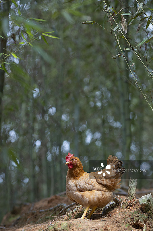 户外拍摄散养鸡河田鸡图片素材