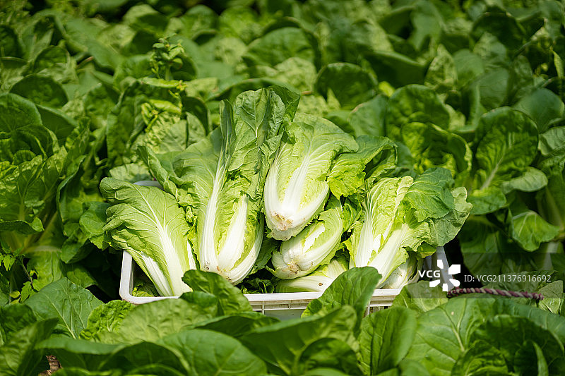 菜地里摆放的一框装满新鲜大白菜的塑料框图片素材