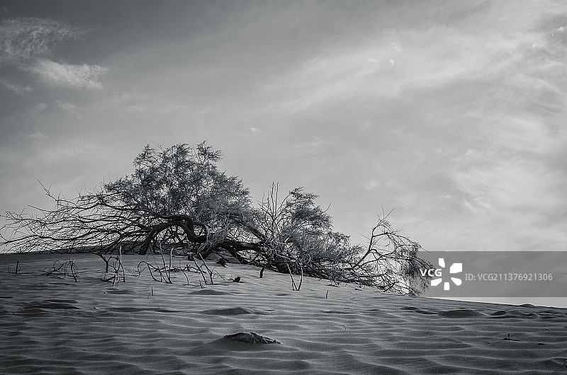 沙漠红柳图片素材