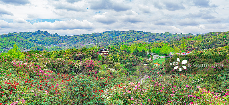 毕节市百里杜鹃景区图片素材