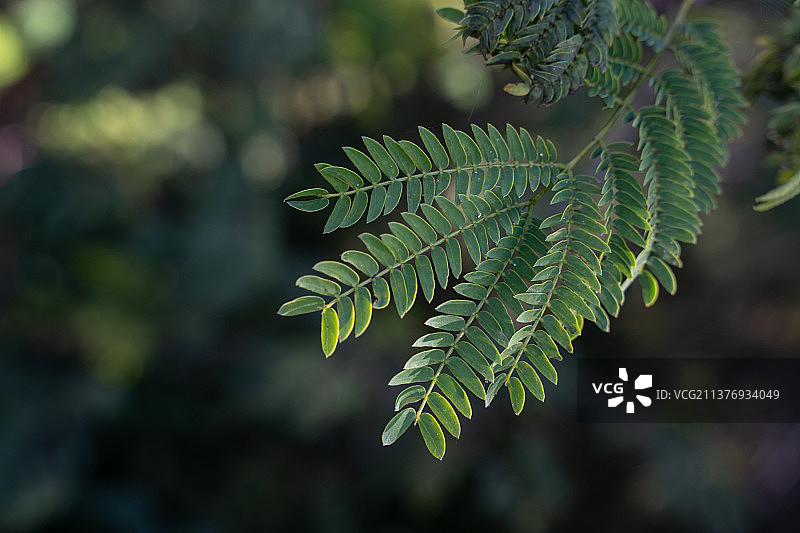 阳光下的绿叶背景图片素材