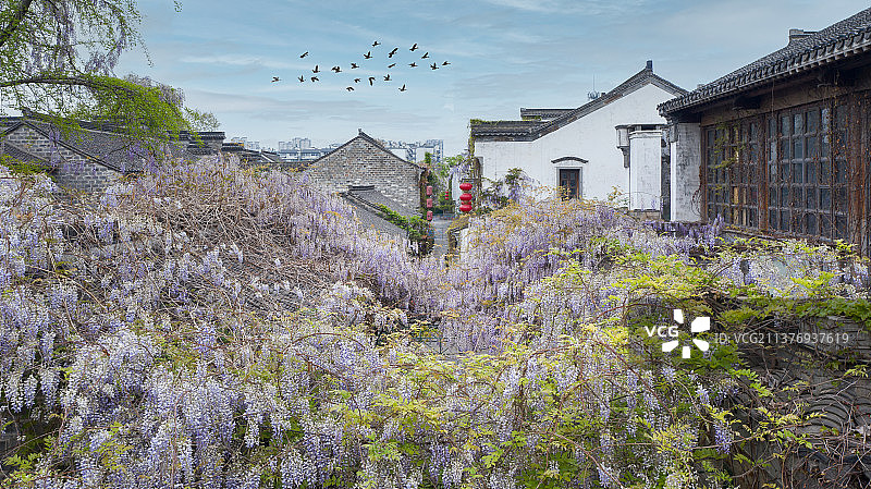 老门东紫藤花开图片素材