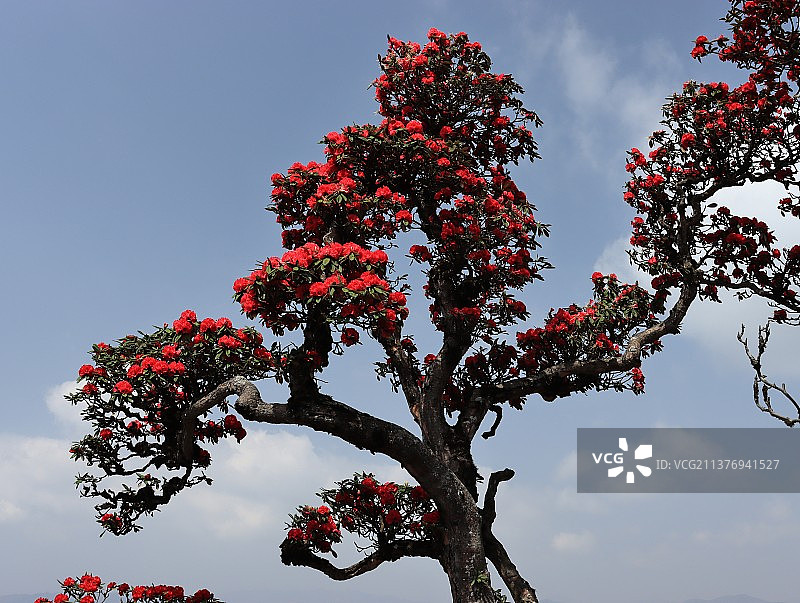 高山杜娟图片素材