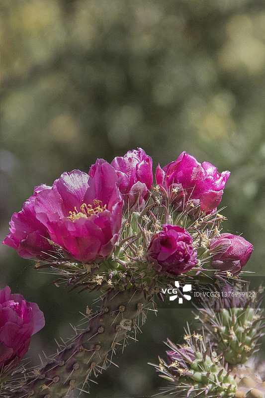 金刚掌仙人掌的花朵和花蕾图片素材