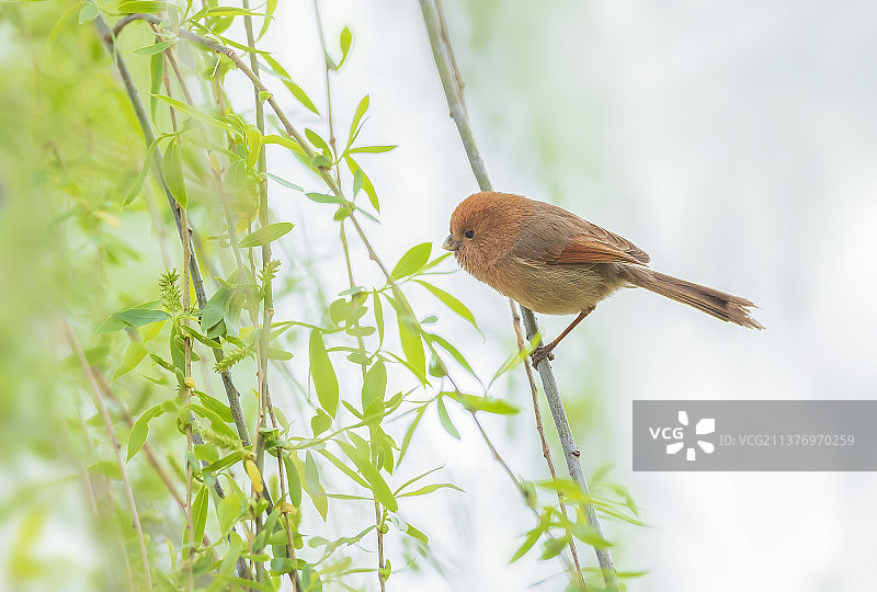 柳条上的棕头鸦雀图片素材