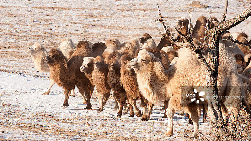 骆驼群骆驼肖像特写图片素材