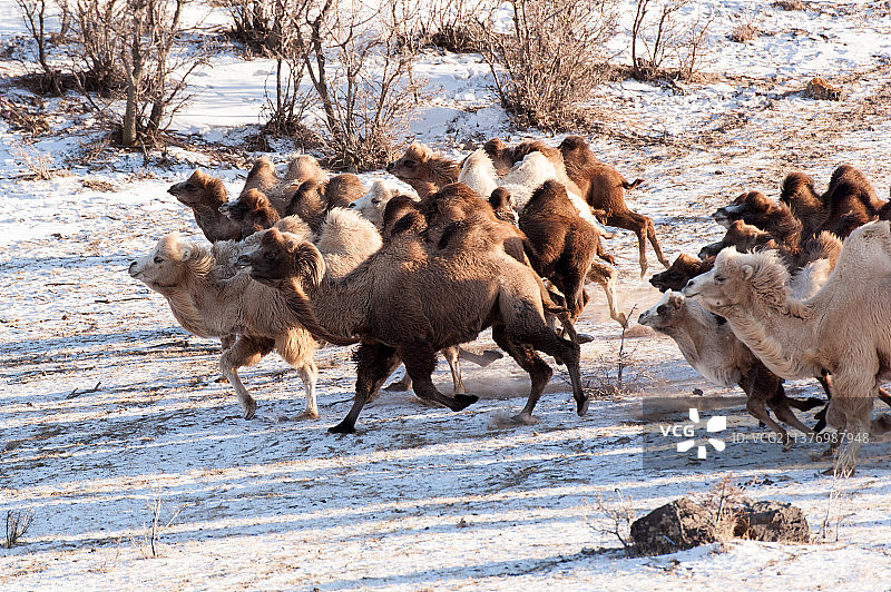 骆驼群骆驼肖像特写图片素材