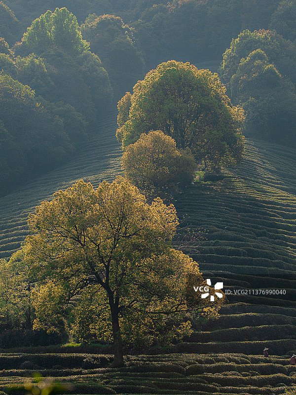 杭州龙坞茶园图片素材