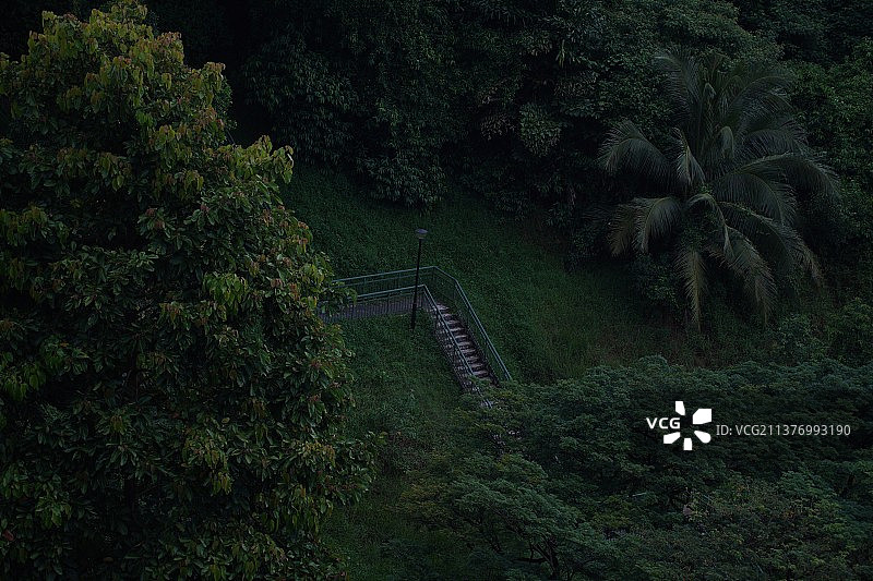 森林中树木的高角度视图图片素材