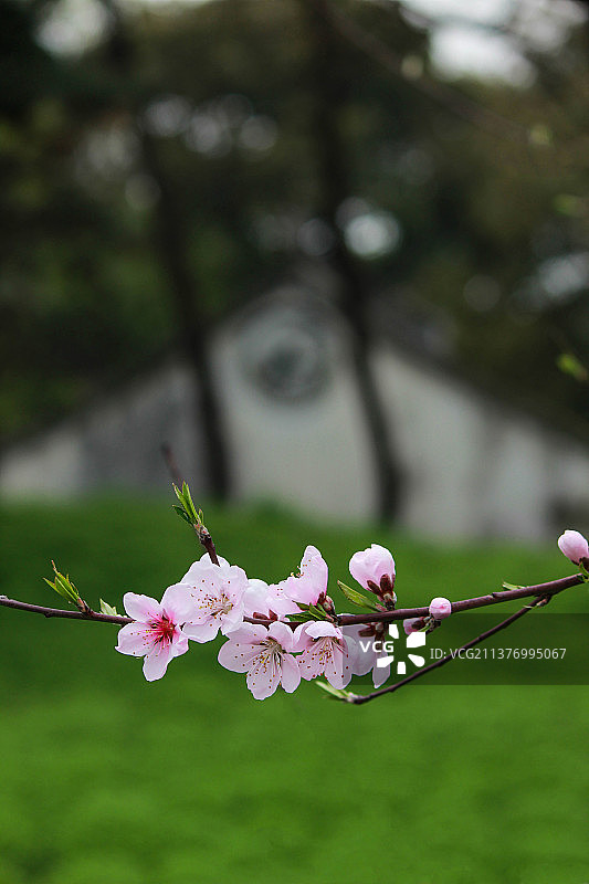 春日桃花图片素材