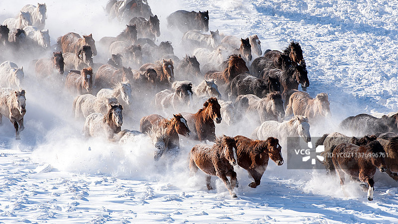 雪地上飞奔的蒙古马特写万马奔腾场面图片素材