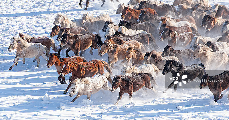 雪地上飞奔的蒙古马特写万马奔腾场面图片素材