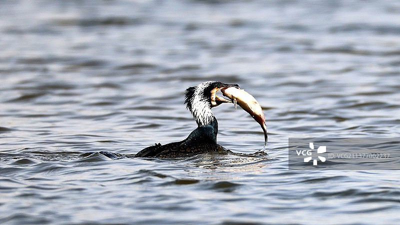 在湖中抓鱼的鸬鹚的特写镜头图片素材