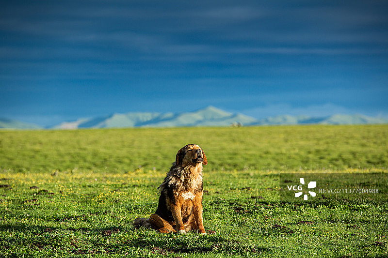 草原高原藏獒、狗、人类朋友、牧羊犬、草原犬、工作犬、坐姿、背景虚化、动物、正面视角图片素材