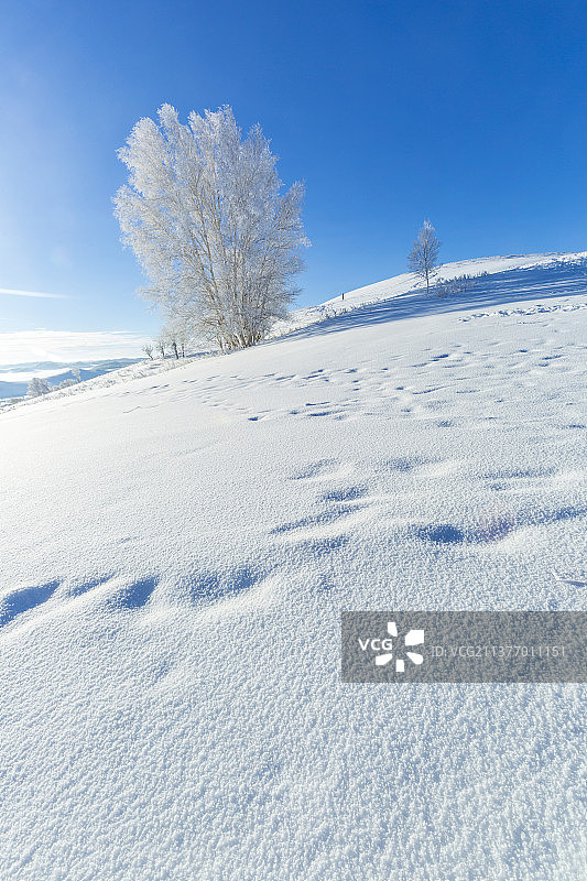 雾凇树挂 晴朗天——内蒙古  赤峰市   克什克腾旗 乌兰布统   敖包图图片素材
