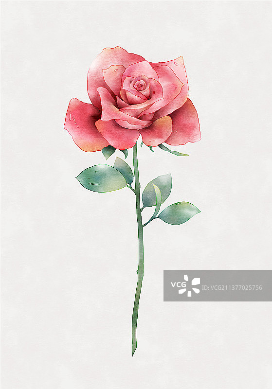 水彩花卉玫瑰图片素材