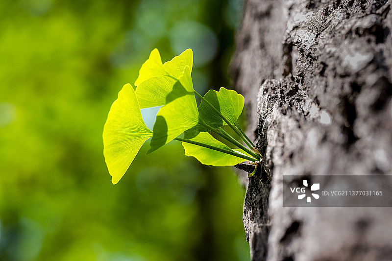 春天银杏新嫩芽绿叶图片素材