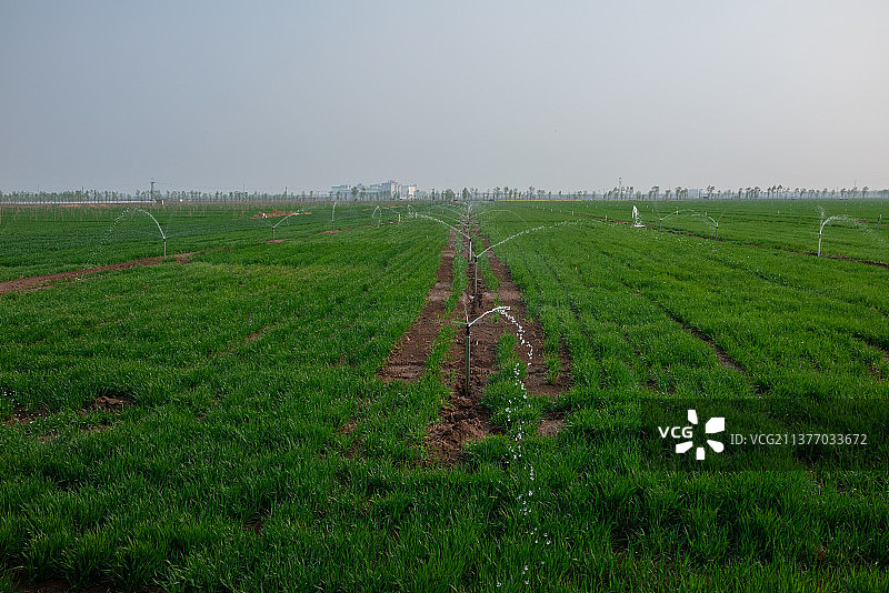 喷灌的麦田图片素材