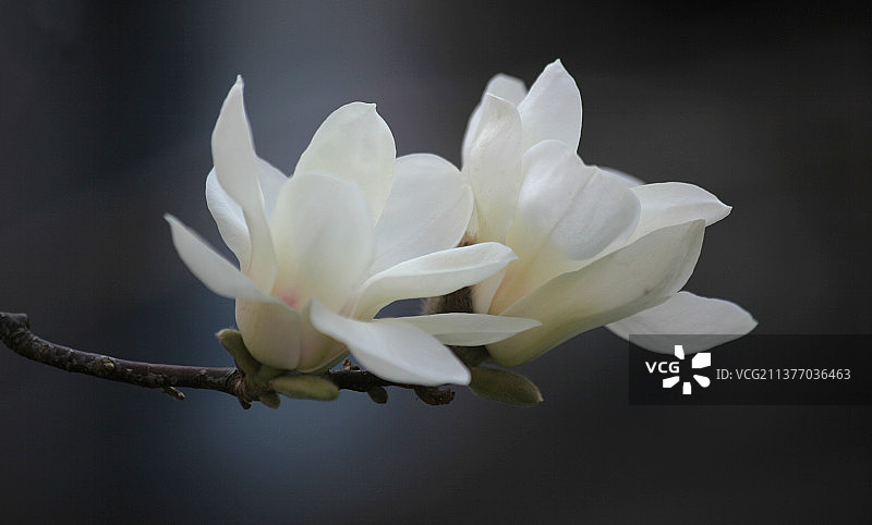 两朵白色的白玉兰花绽放图片素材