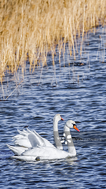 天鹅手机壁纸纯净的动物世界图片素材
