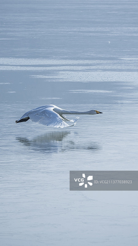 天鹅手机壁纸纯净的动物世界图片素材