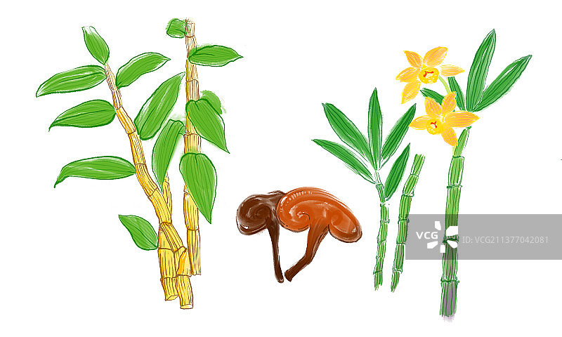 铁皮石斛中药灵芝图片素材