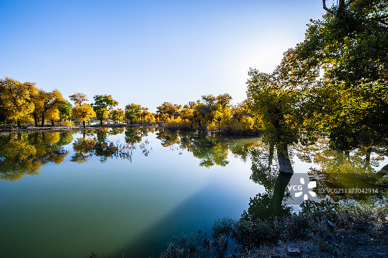 胡杨林风景壁纸专题汽车广告背景图片素材
