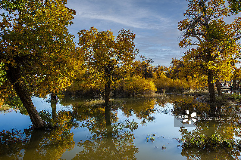胡杨林风景壁纸专题汽车广告背景图片素材